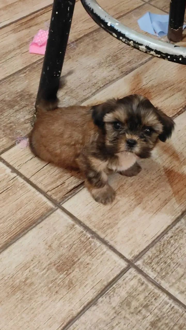 Vendo cachorro  - Foto 4