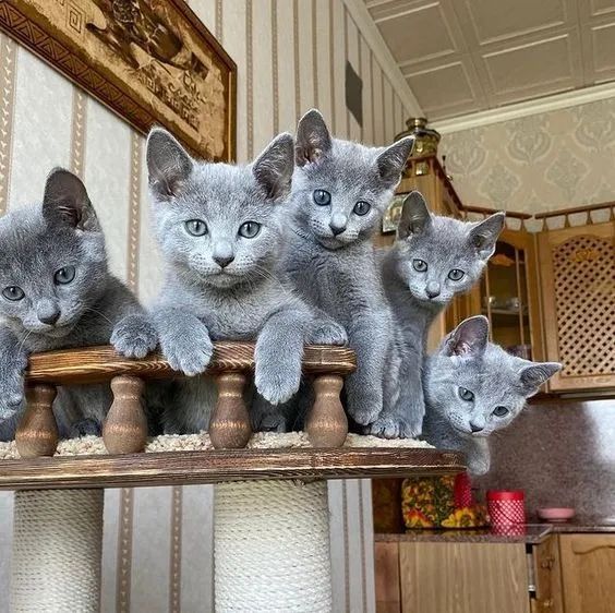 Filhotes de Gatos Russian Blue 