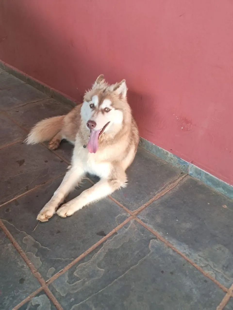 Husky siberiano  - Foto 4
