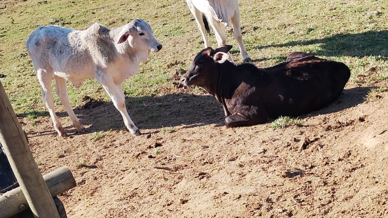 Bezerro 