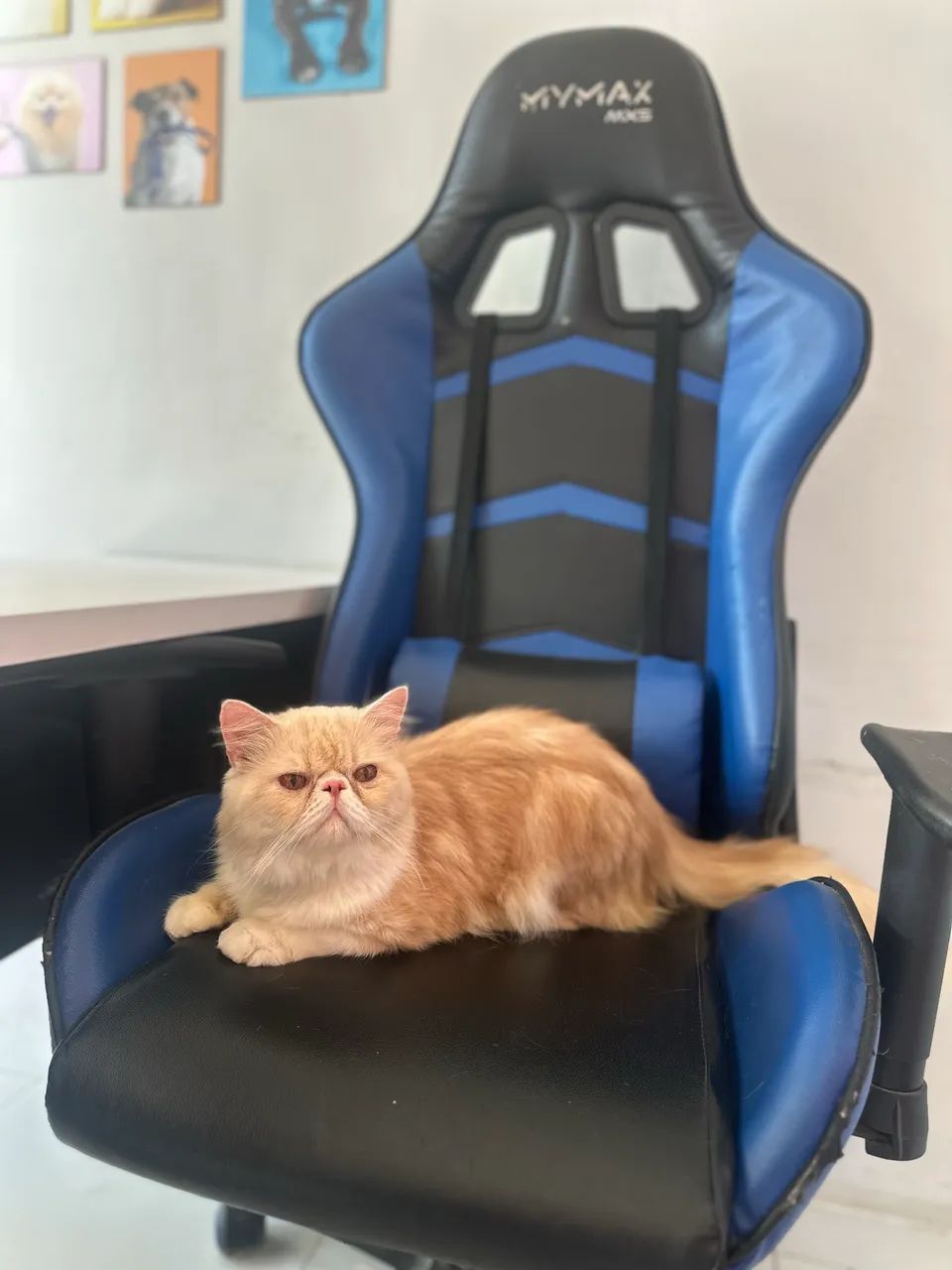 Gato persa - Foto 3