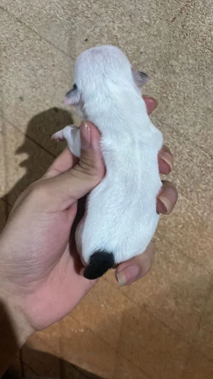 Chihuahua pelo longo  - Foto 3