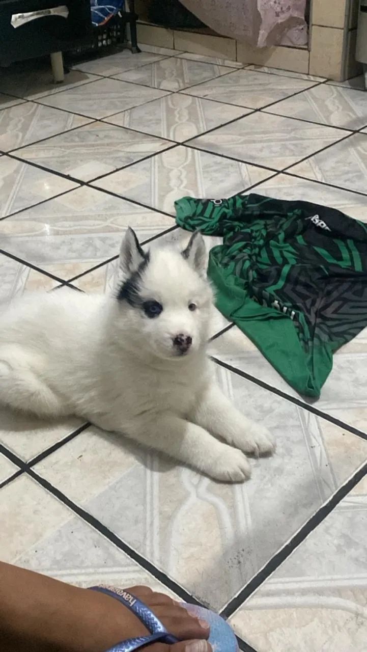 Filhote de husky macho 