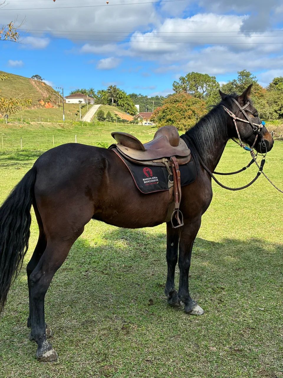 Vendo cavalo  - Foto 3