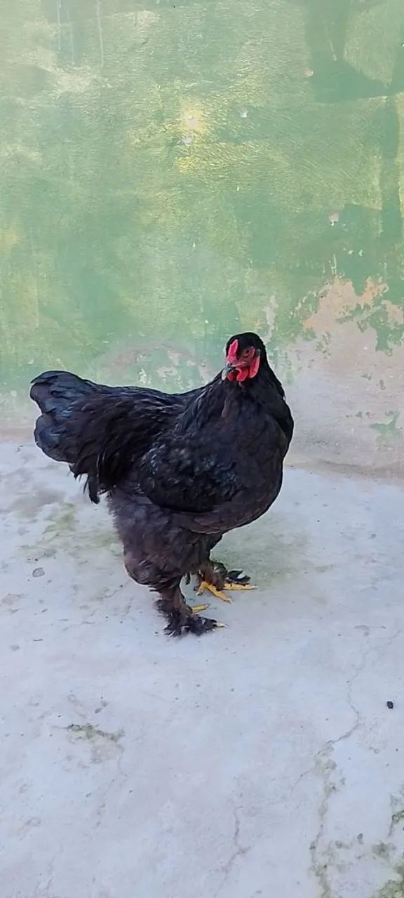 Frango Brahma Black 
