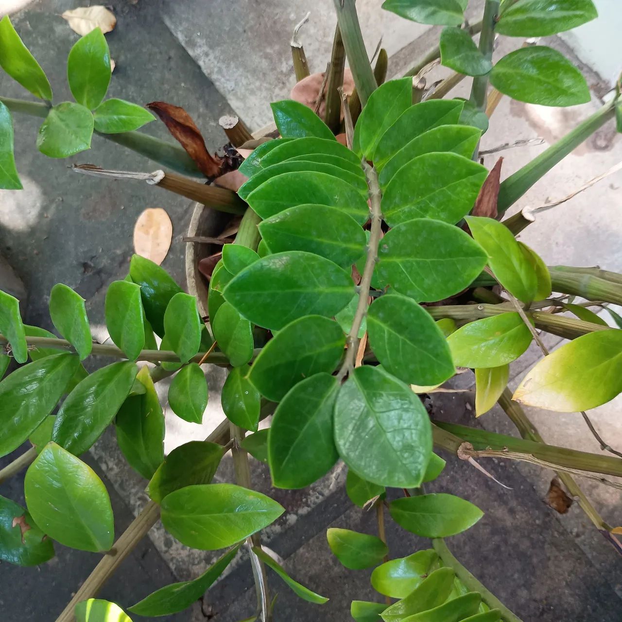 Zamioculca (Zamioculcas zamiifolia), conhecida popularmente como planta da fortuna.  - Foto 2