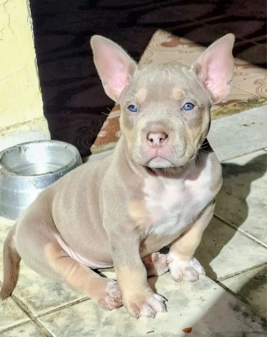 American bully 