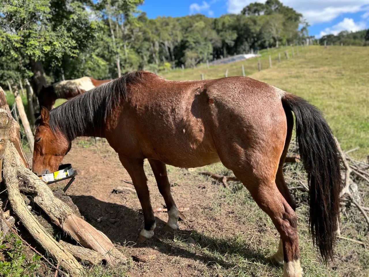Cavalo crioulo com manga larga  - Foto 3
