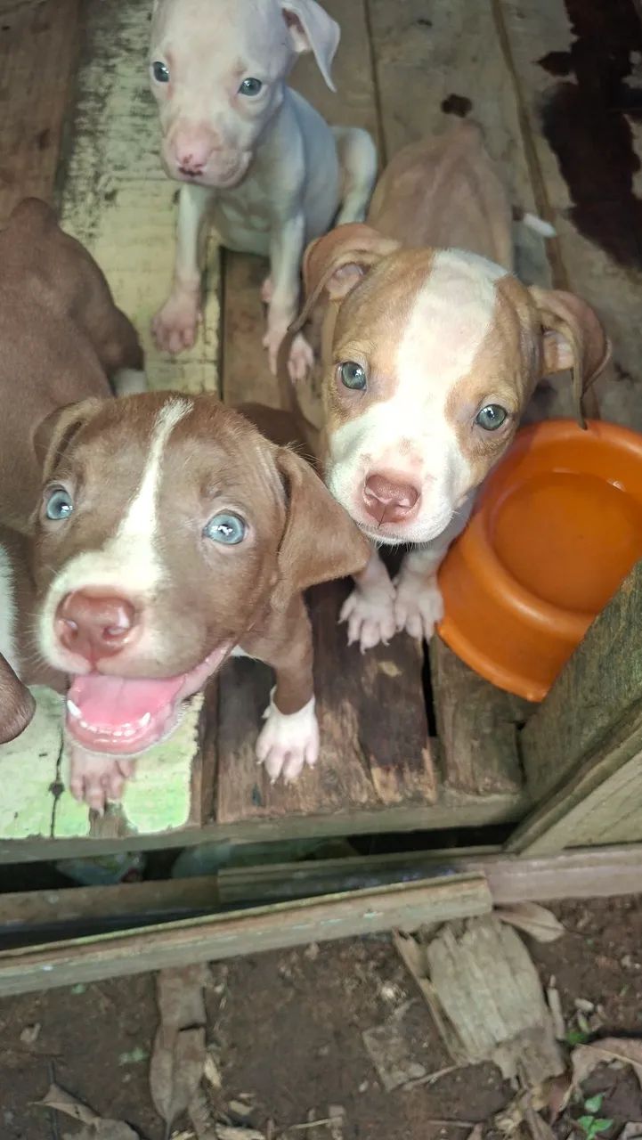Filhotes pitbull - Foto 2