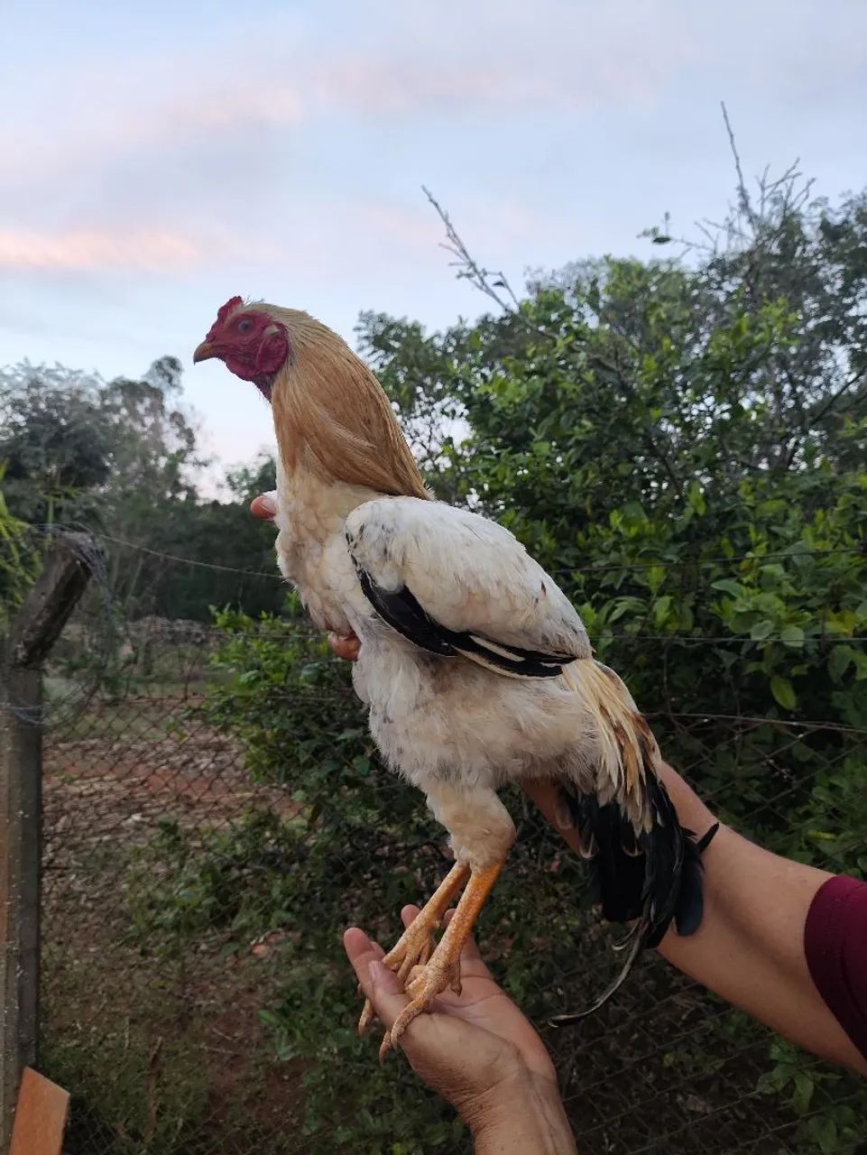Frangos e galo