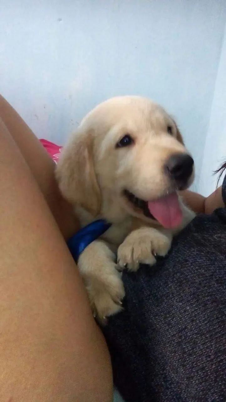 Labrador creme disponíveil  - Foto 3