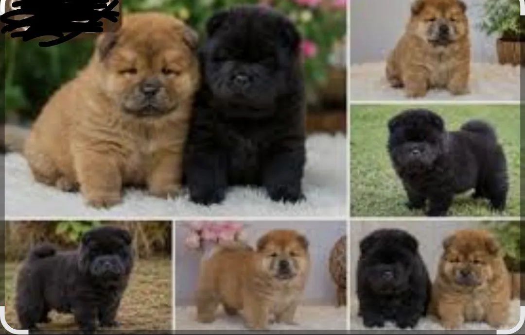 Chow chow - Foto 2