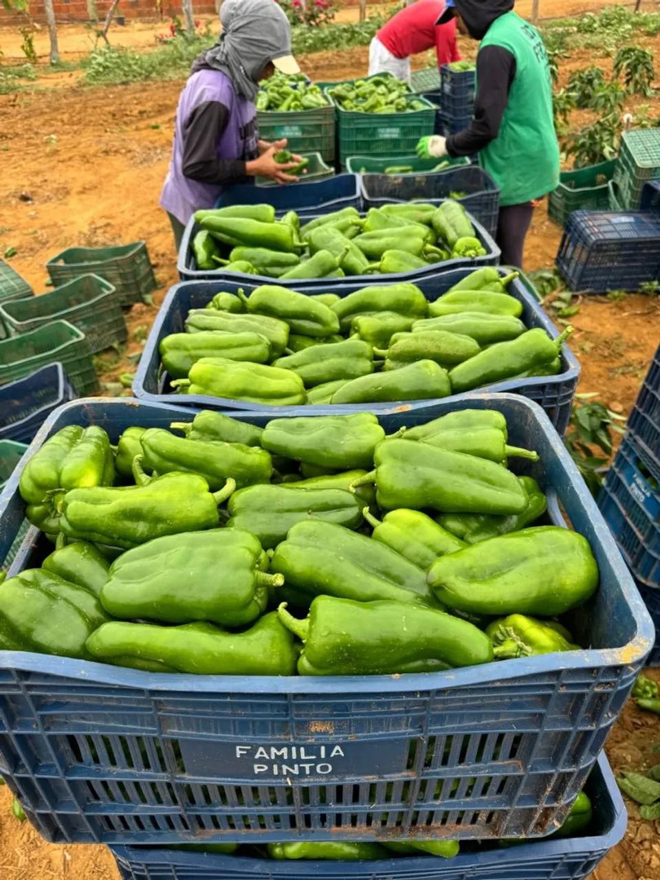 Fazenda em Varzea Nova - Foto 5