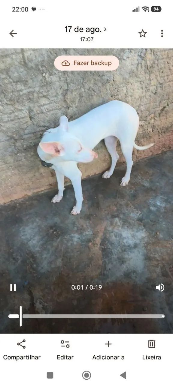 Venda de cachorra - Foto 3