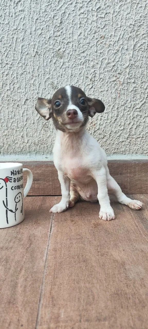 Pinscher - Foto 4
