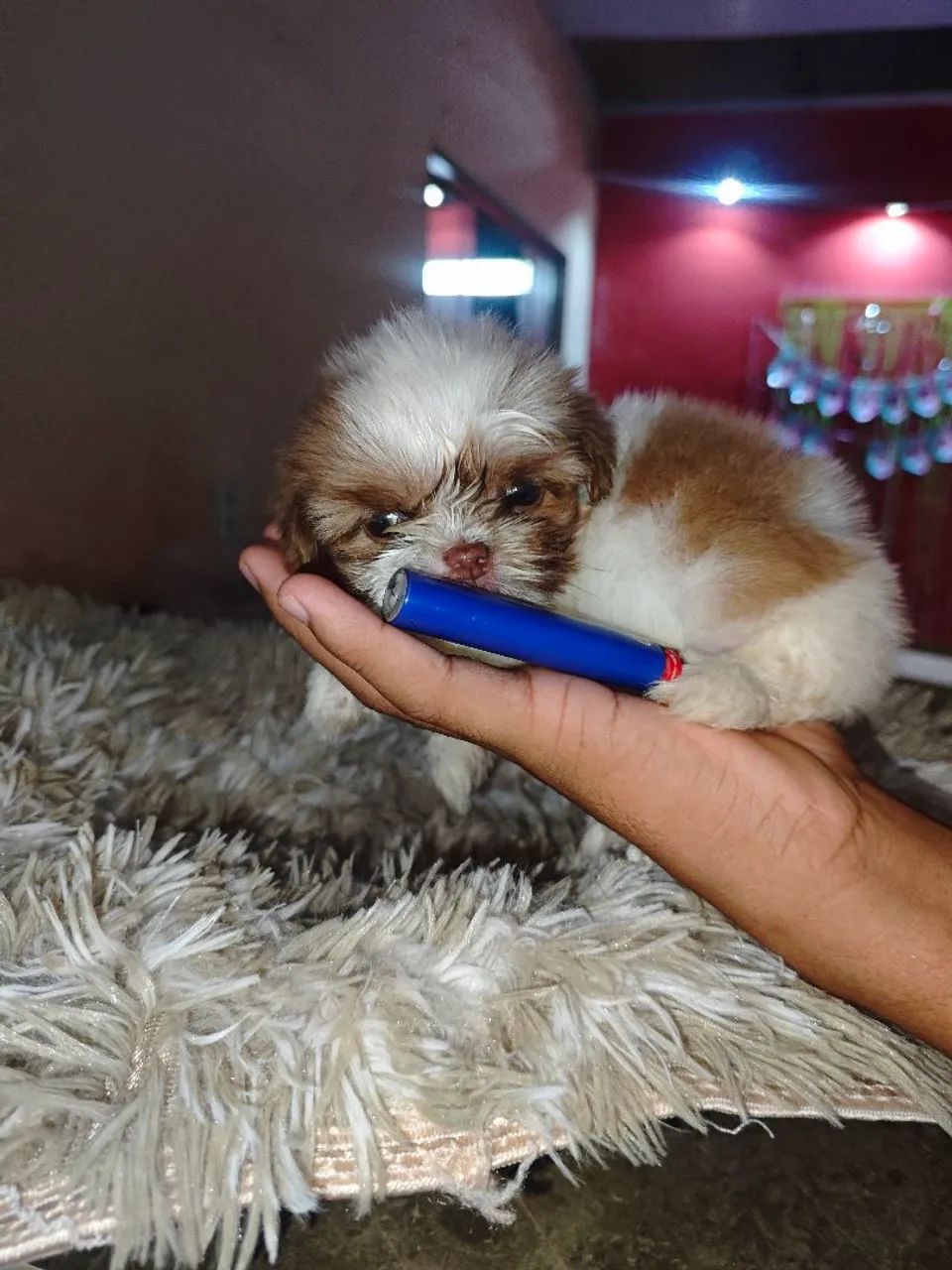 Filhotes micros de Shitzu machos disponíveis  - Foto 6