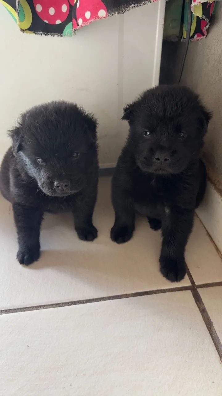 Filhotes de Chow Chow