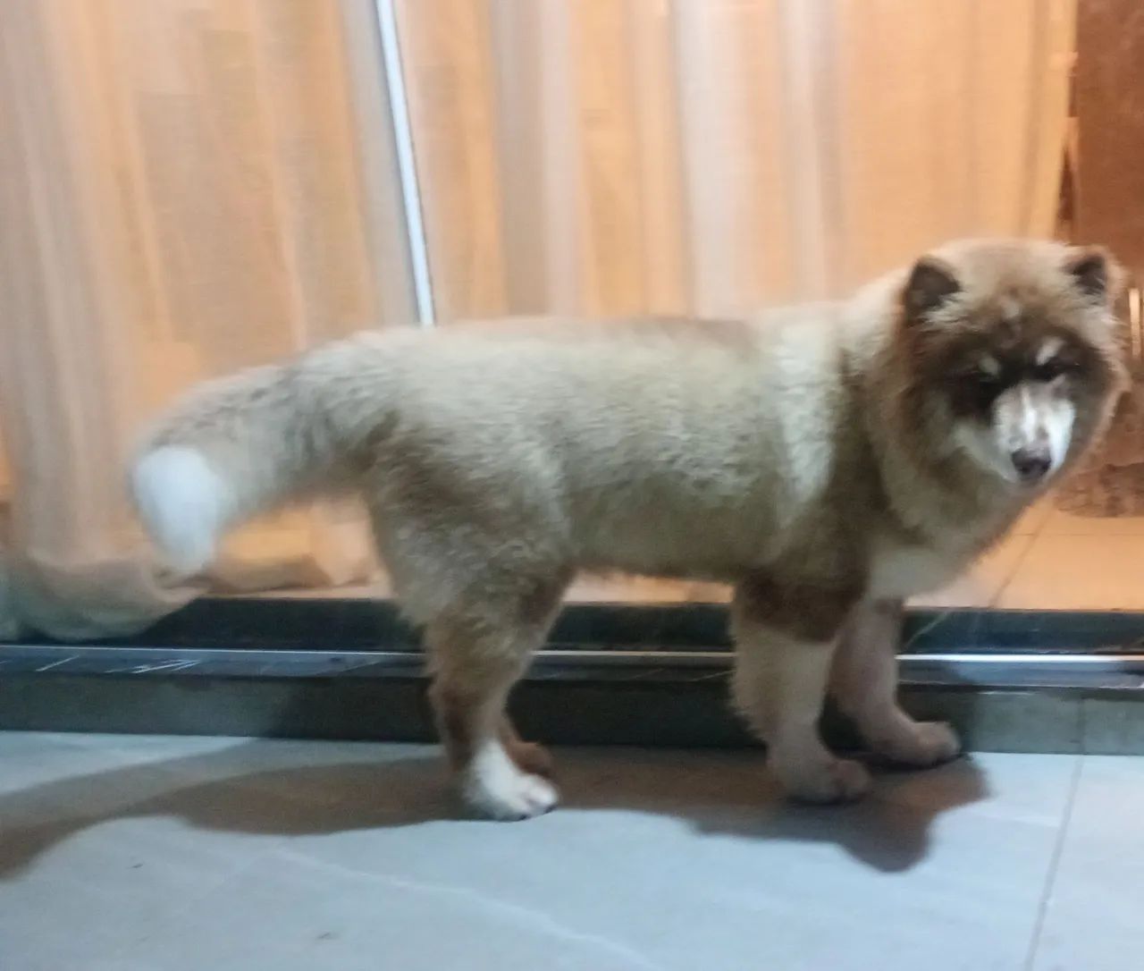 Husky puro - Foto 2