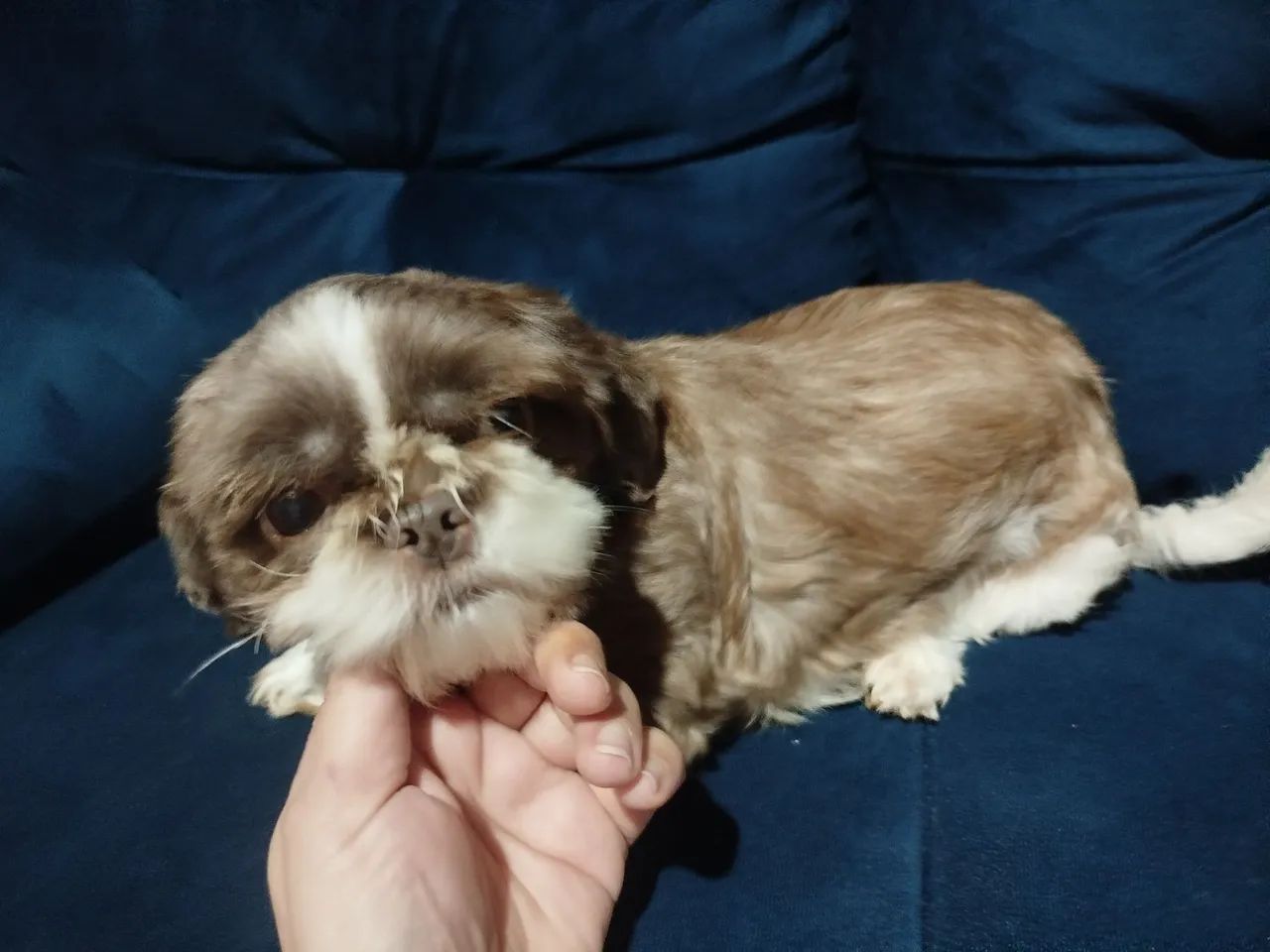 Shitzu micro fêmea com 2 anos  - Foto 2
