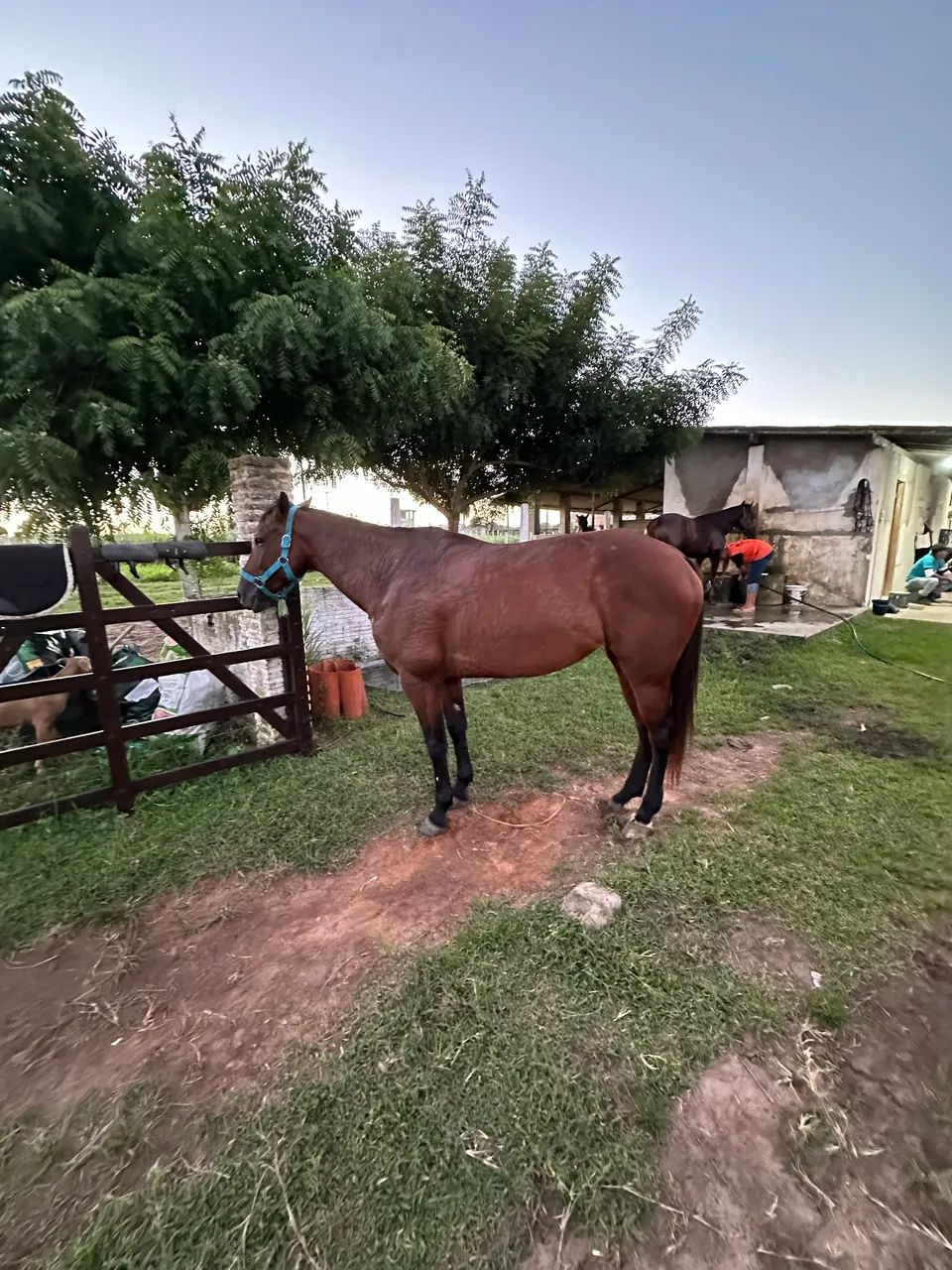 Cavalo - Foto 3