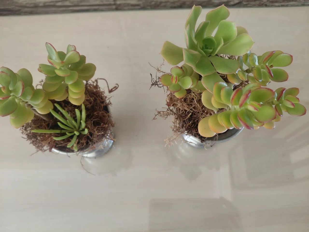 Jardinagem  - Foto 4