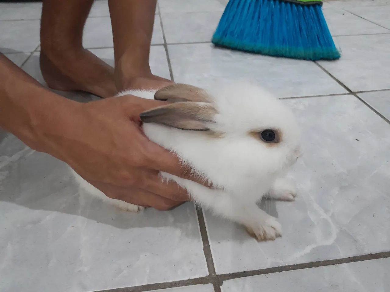 2 coelhos dóceis,doação  - Foto 5