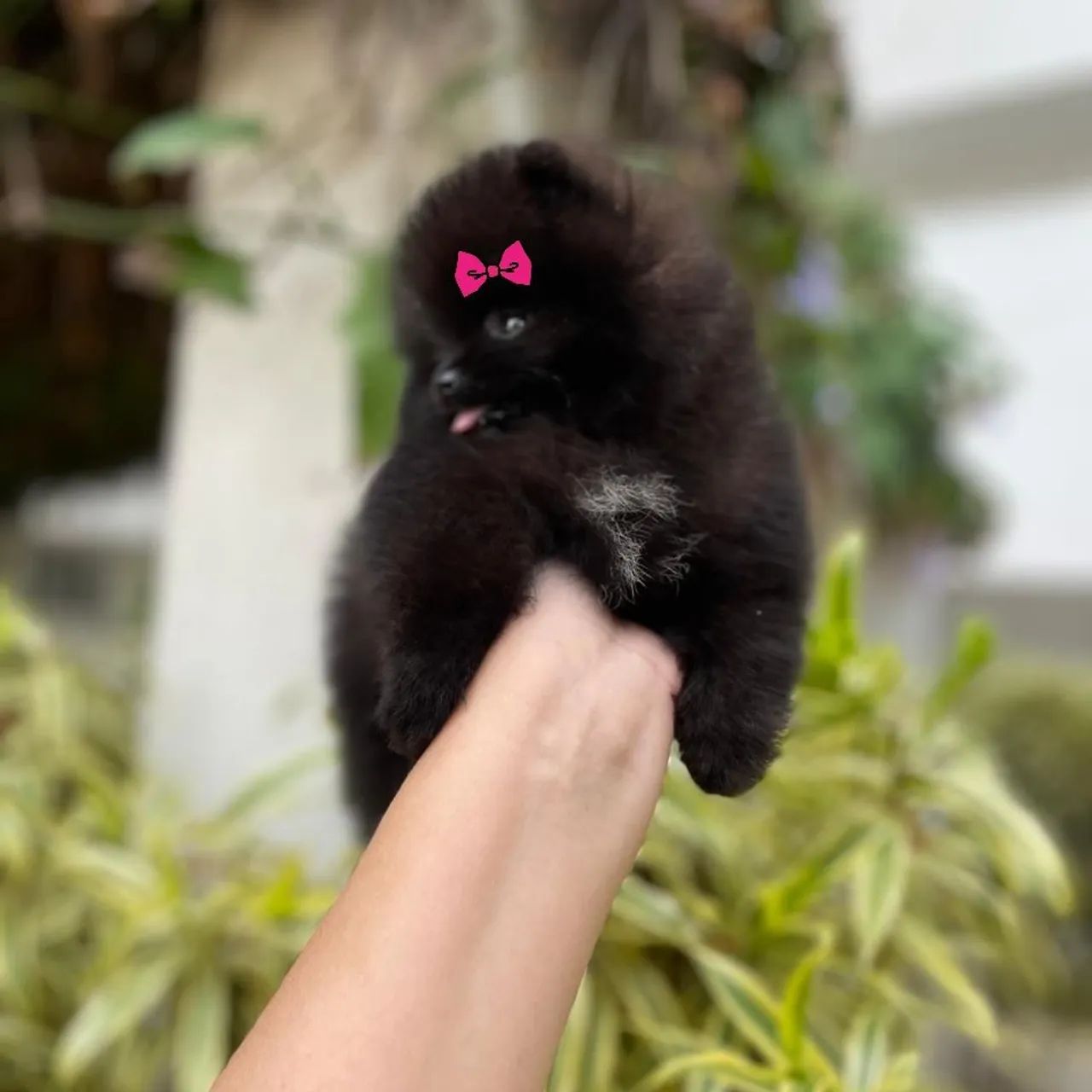 Ursinha Minúscula Black Pedigree CBKC  - Foto 4