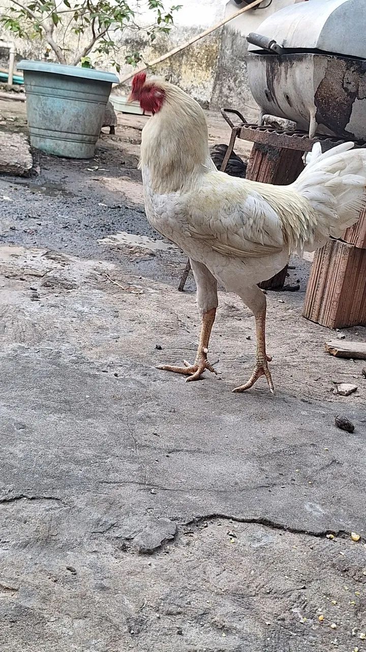 frango   50 reais  - Foto 2