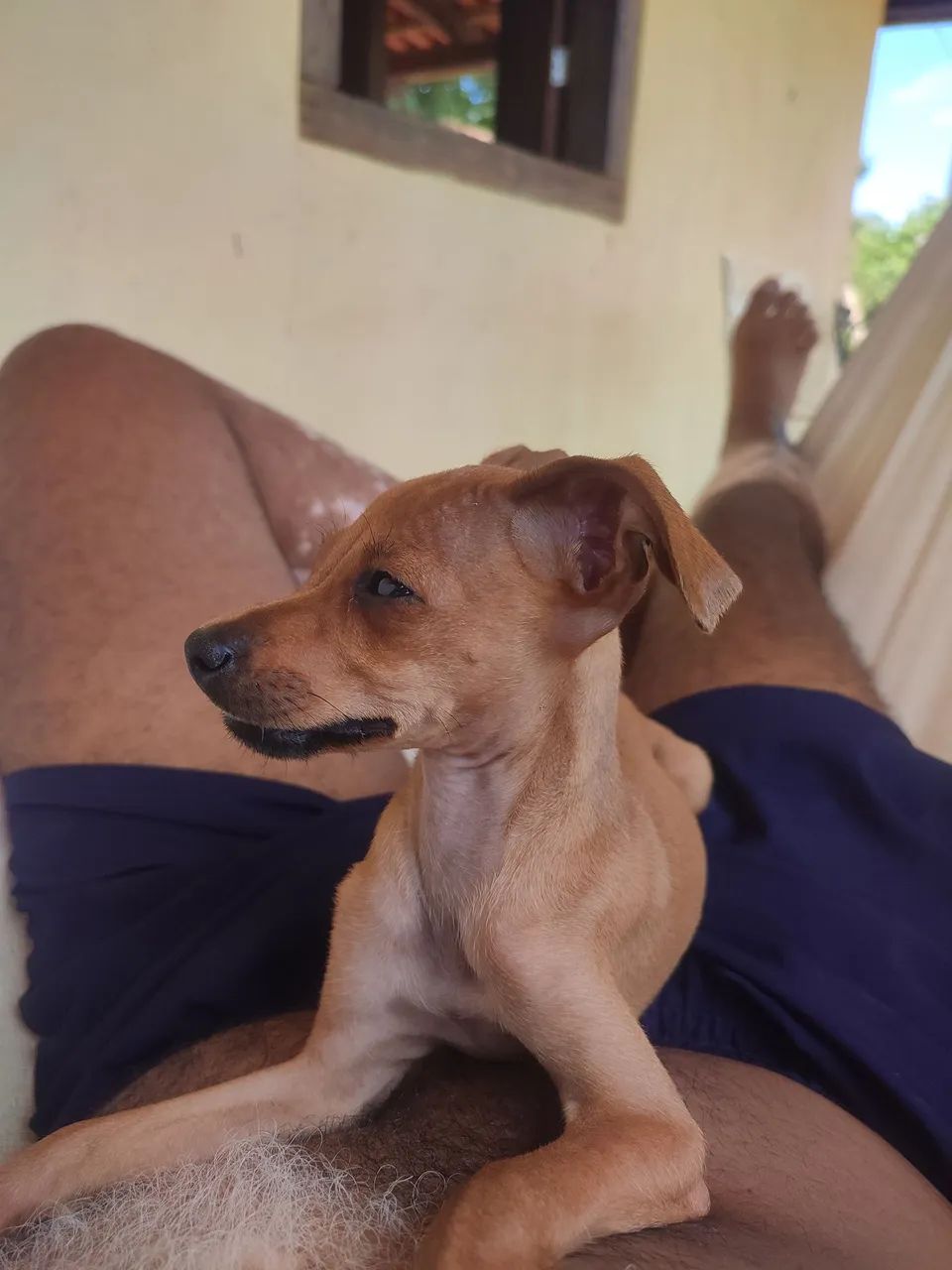 Doa- se 02 filhotes de Pincher com Fox paulistinha . - Foto 6