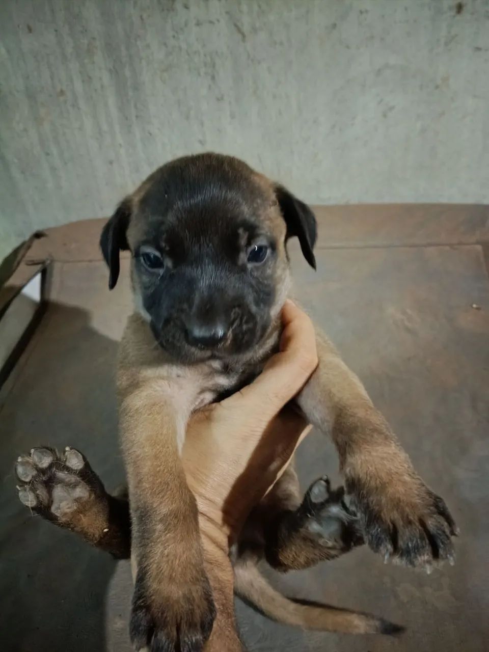 Doação de filhotinhas - Foto 4
