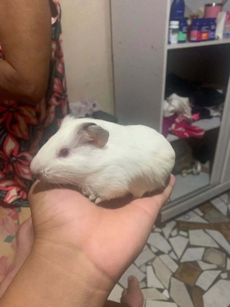 Filhotes de porquinhos da índia - Foto 3