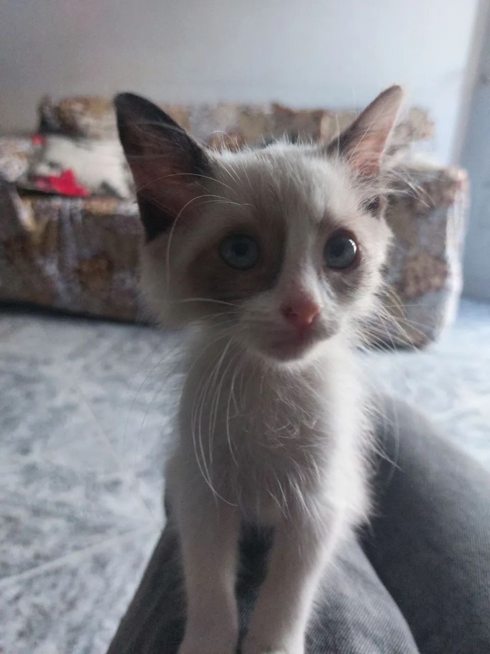 Doação de gata