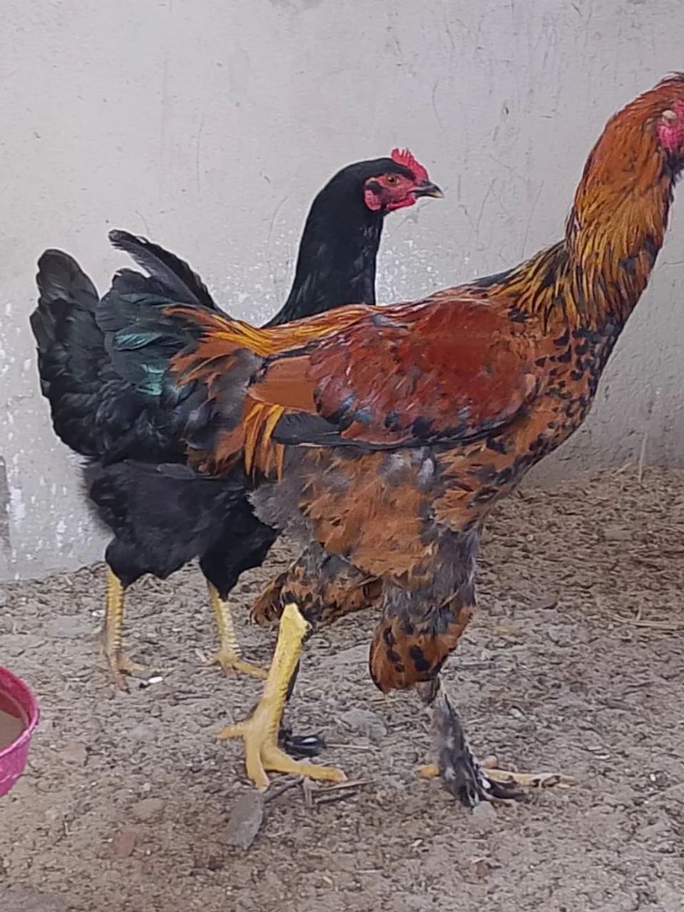 Frango graúdo  - Foto 2
