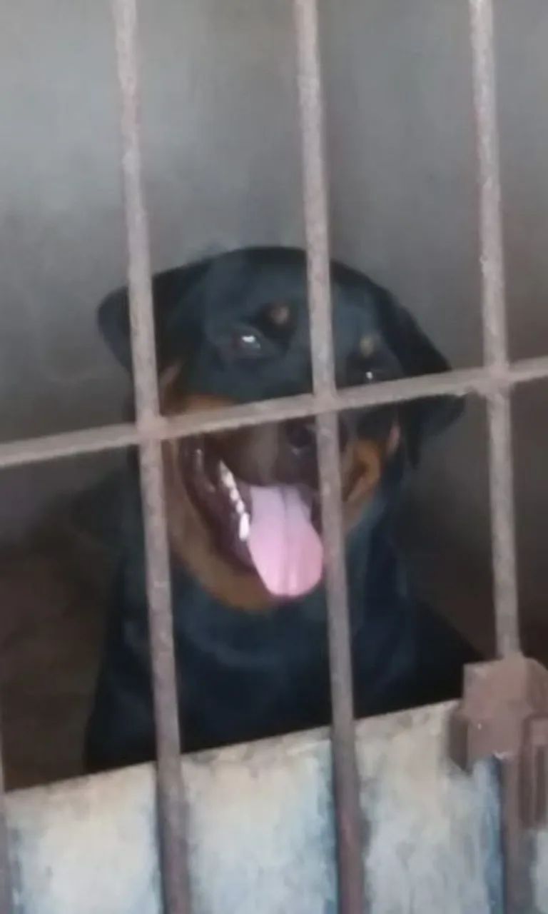 Rottweiler  - Foto 5