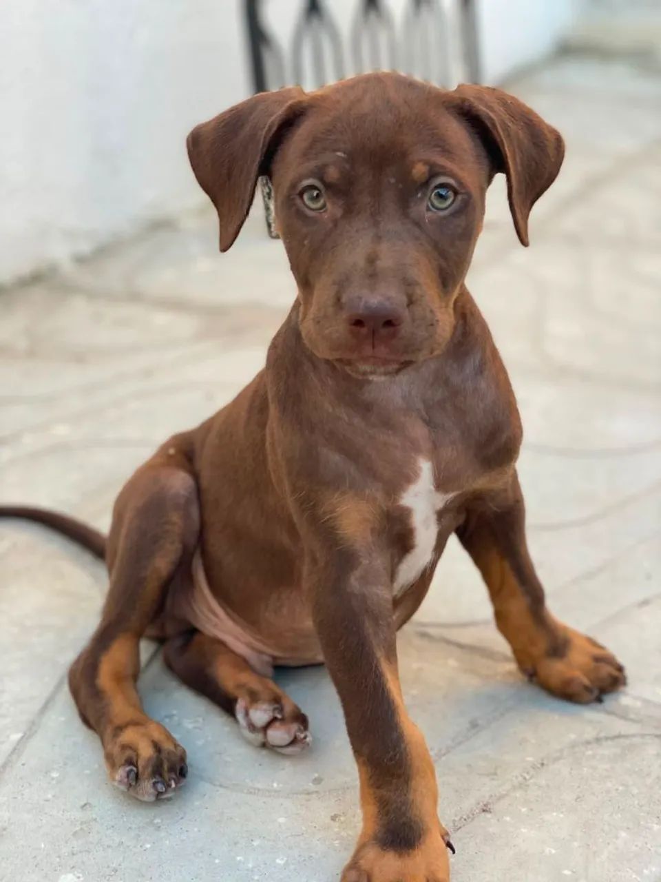Pitbull 