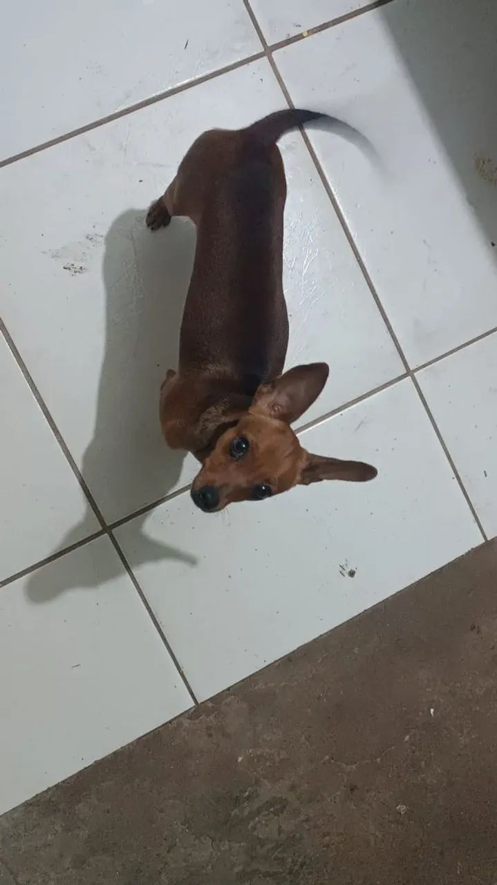 Vende-se uma cachorra  - Foto 2