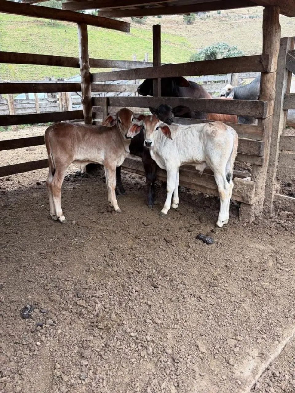 Venda de Gado
