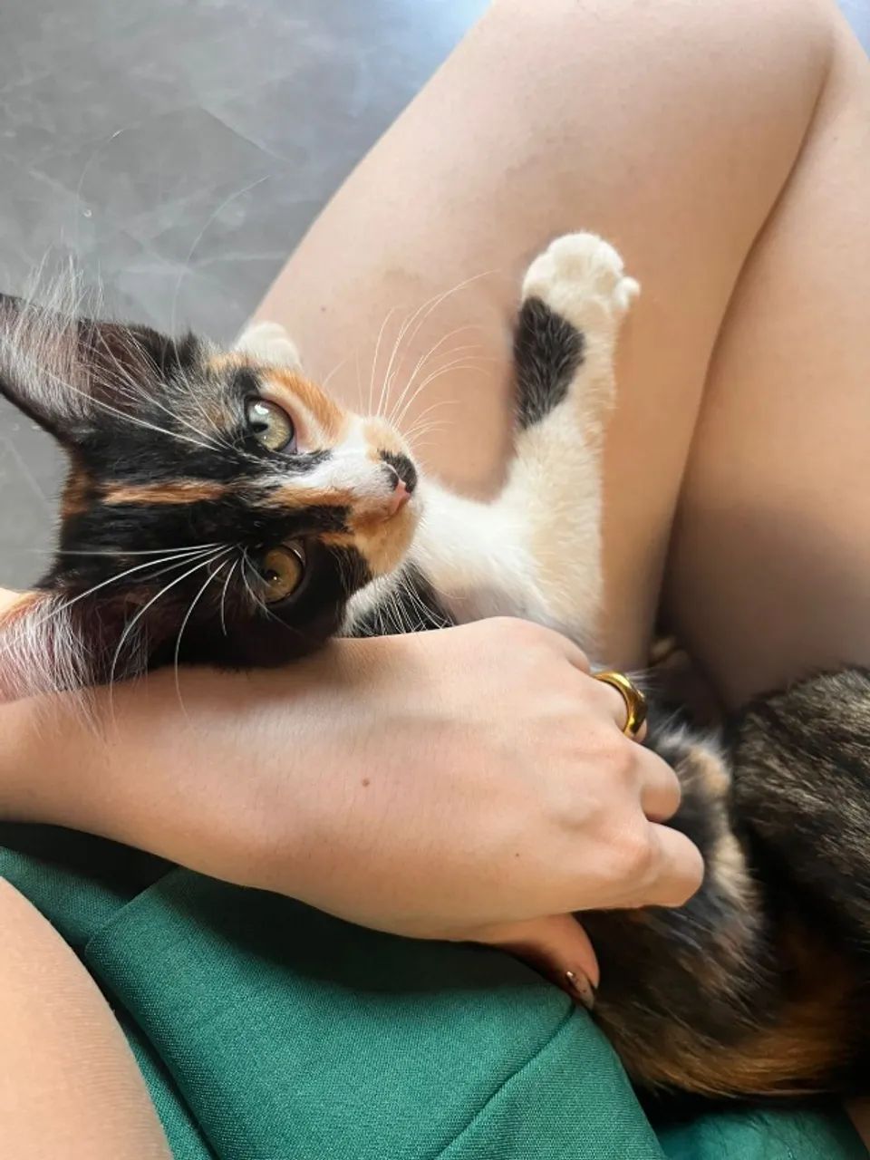 Gatinha para ADOÇÃO responsável - Foto 5