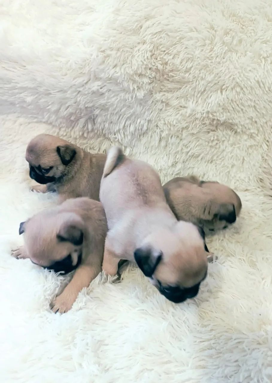 Filhotes de Pug disponíveis  - Foto 5