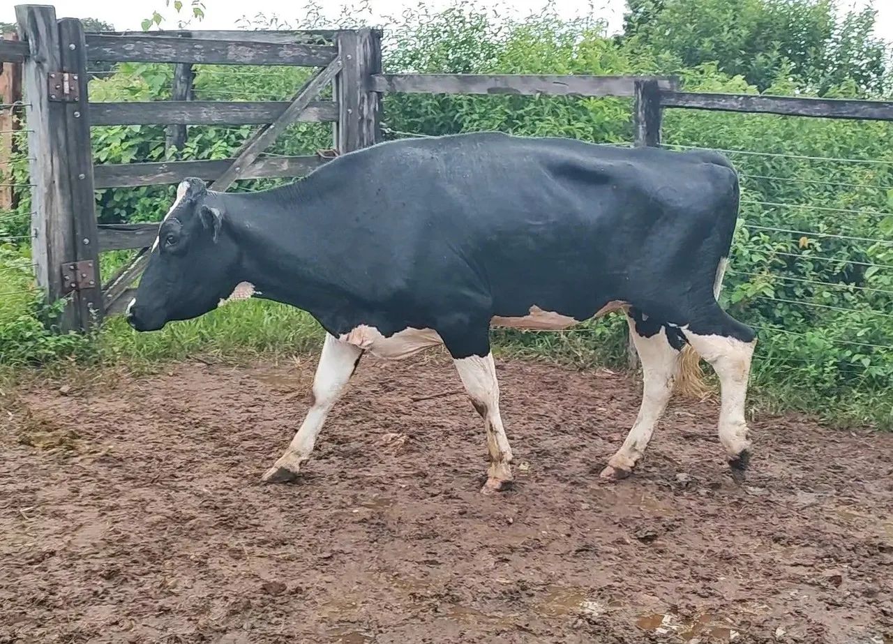 Novilha Cruzada (Pirenópolis) - Foto 2