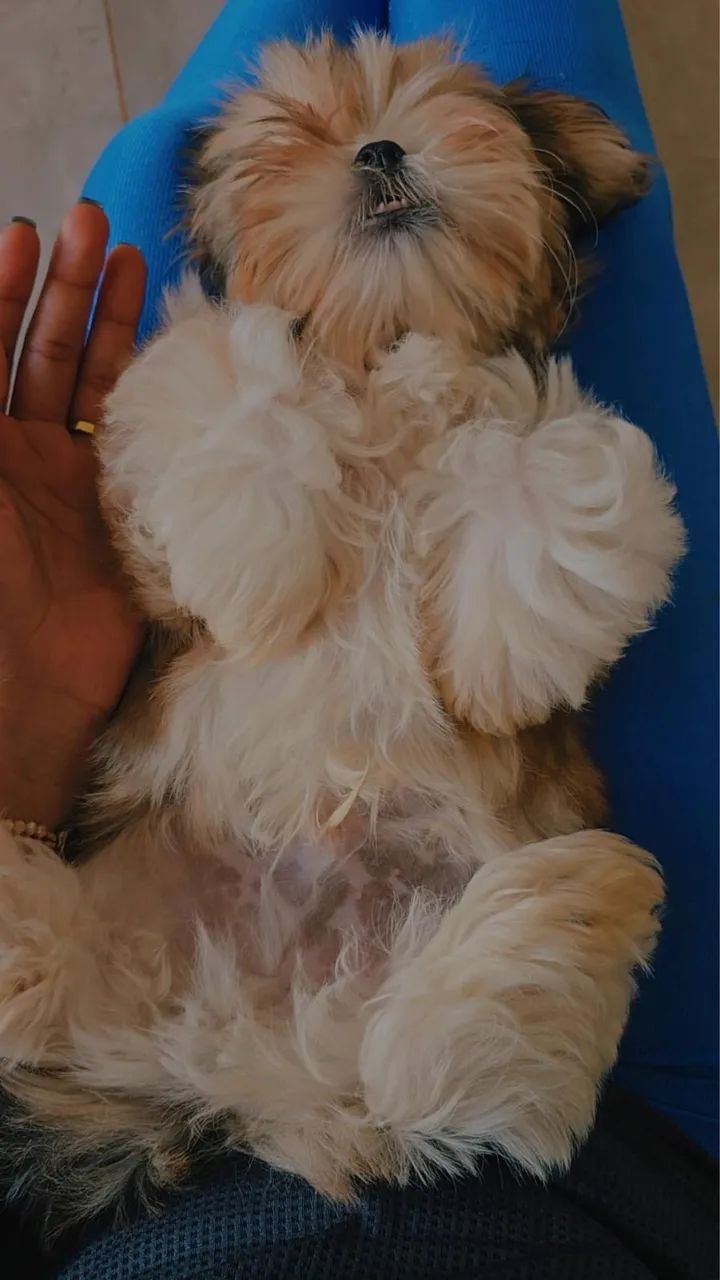 Shih Tzu - Foto 3