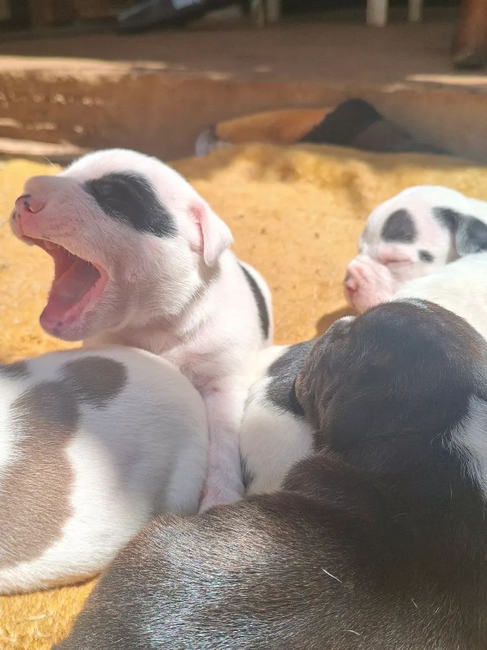 American Bully  - Foto 4