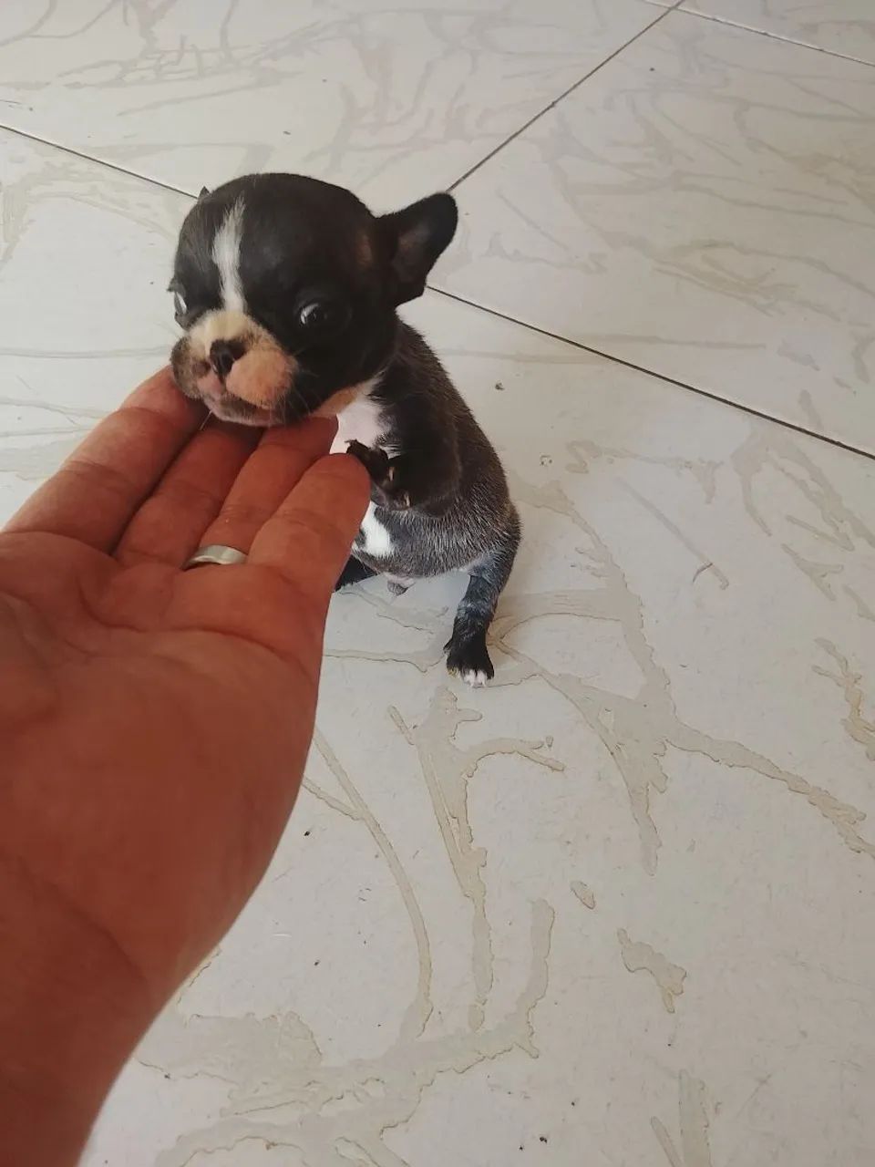 Bulldog francês macho micro  - Foto 3