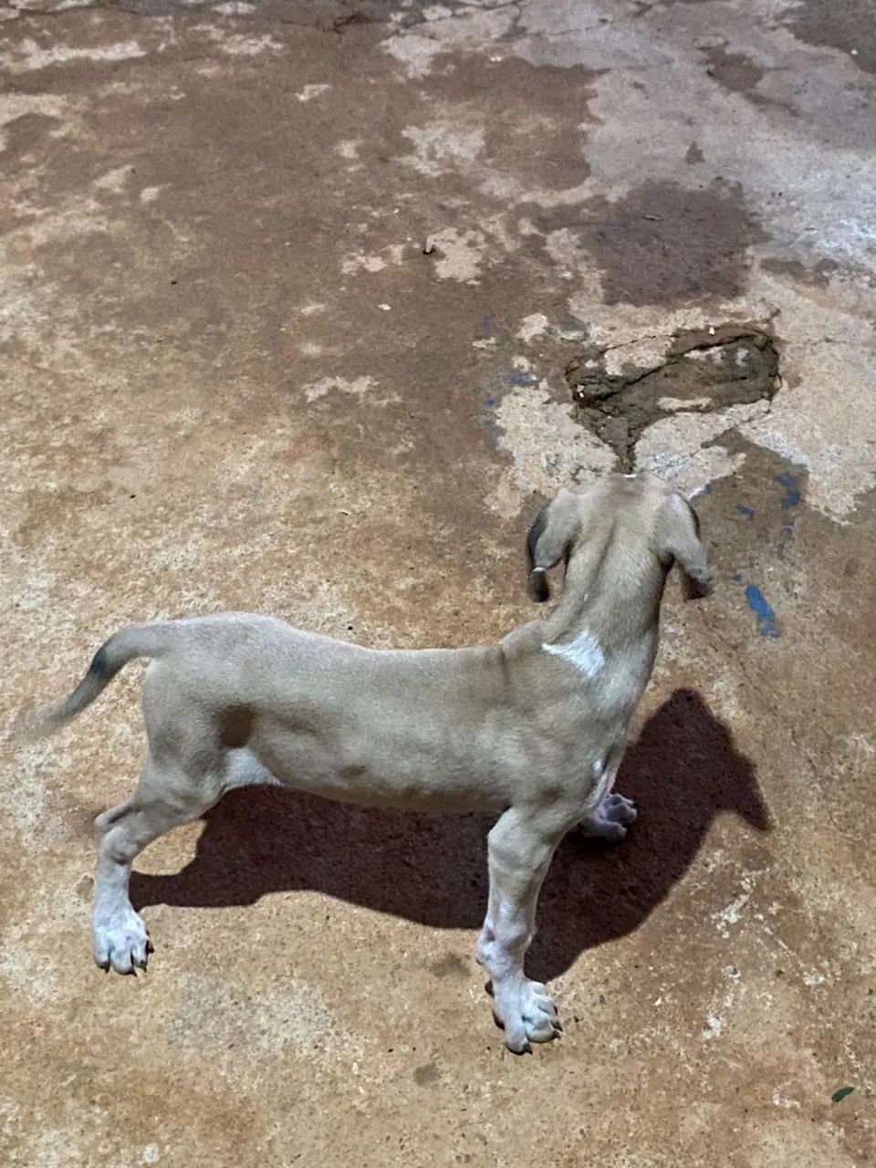 FILA BRASILEIRO  - Foto 3