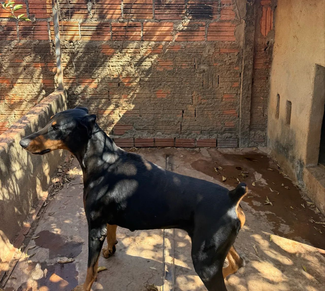 Doberman para cruza 