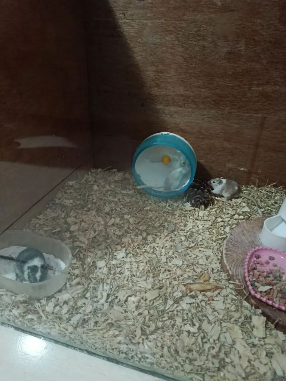 Vendo esquilo da Mongólia