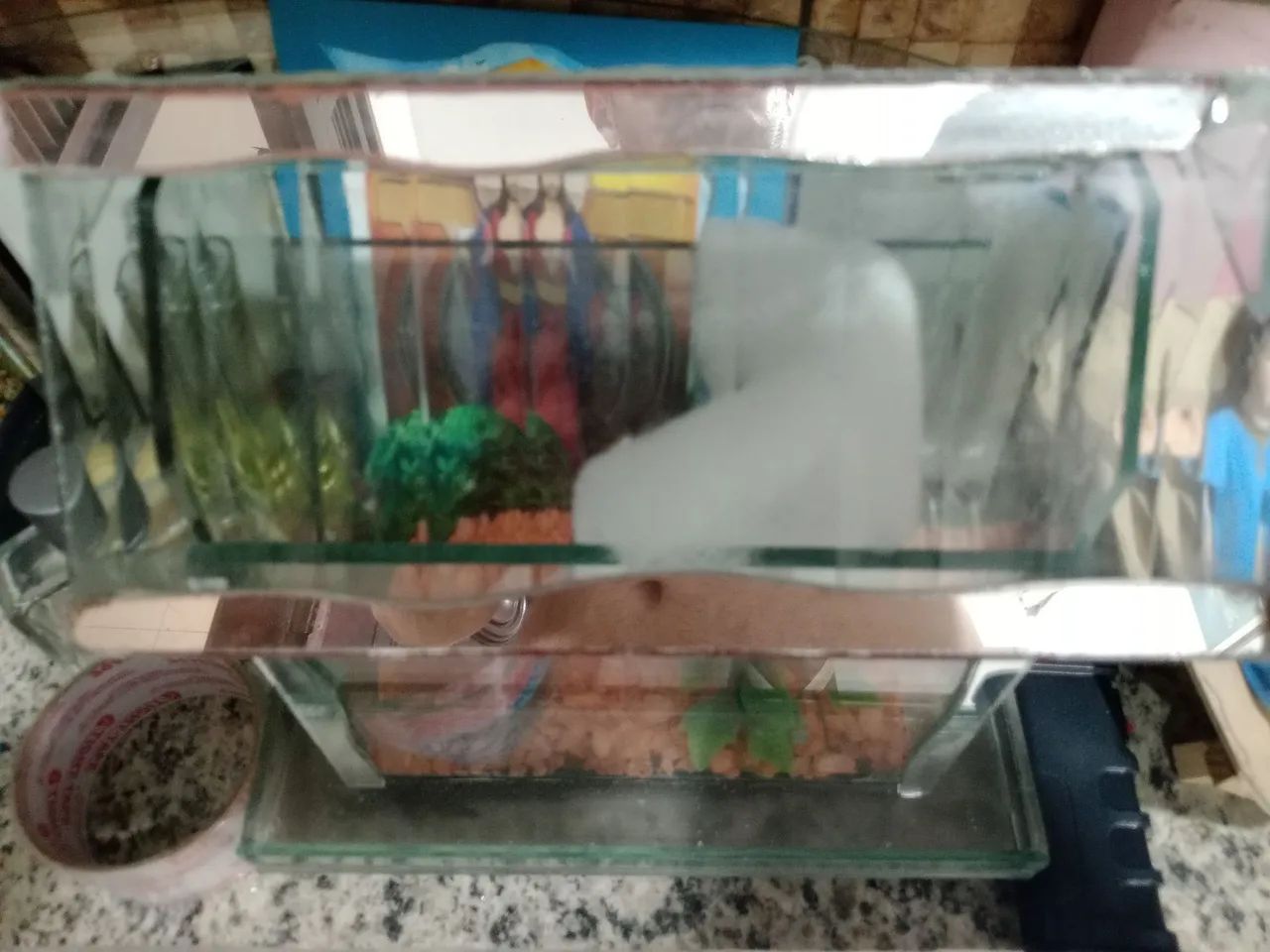 Aquário estilo casinha conservado só 30 reais ZAP * - Foto 3