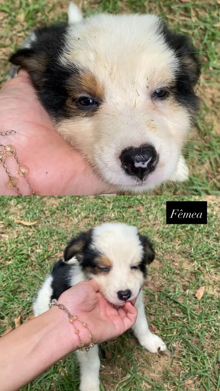 Border Collie - Foto 5