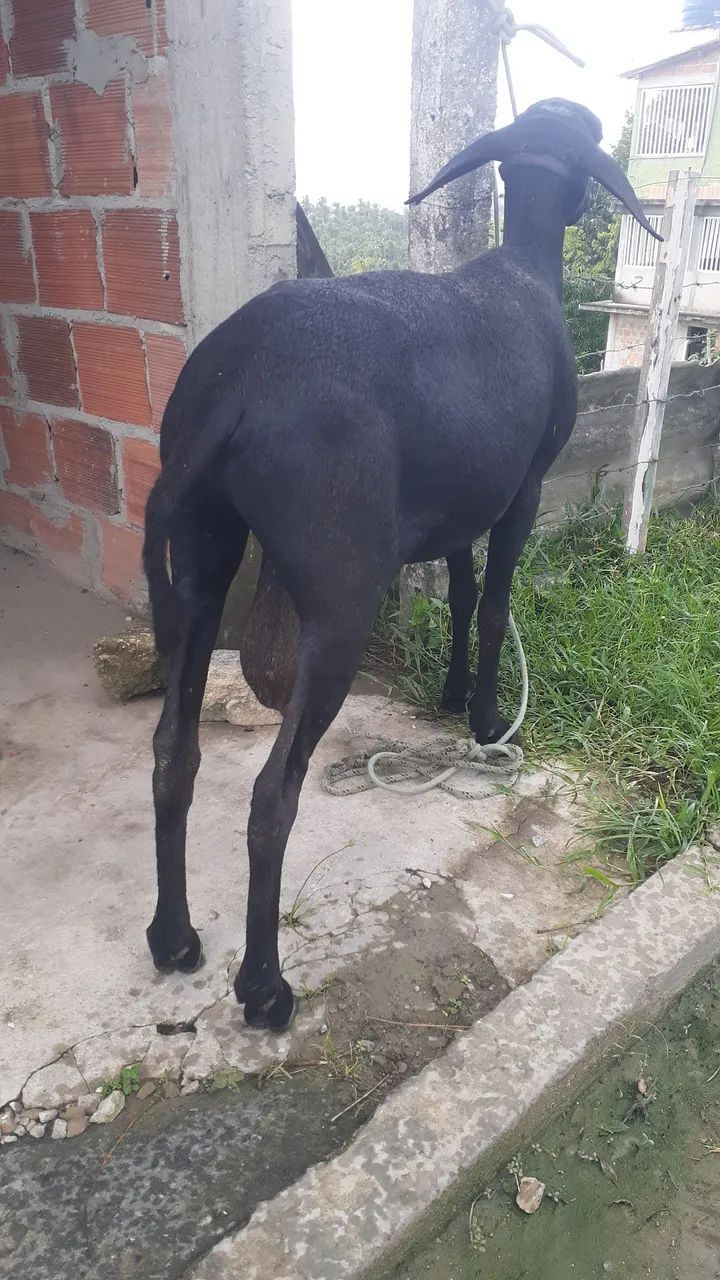 Carneiro Santa Inês  - Foto 2