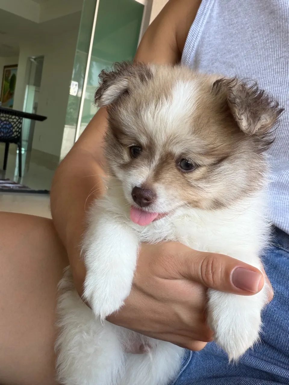 Lulu da pomerânea  - Foto 3